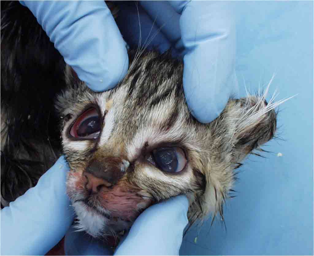GUIDELINE for Feline Panleukopenia — ABCD cats & vets